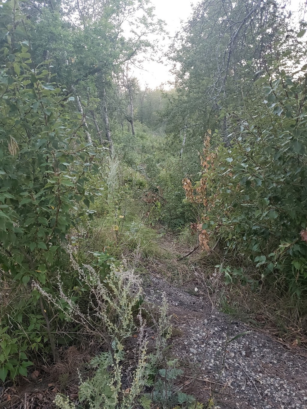 Fairy Hill Trail | Lumsden No. 189, SK S0G 0W0, Canada