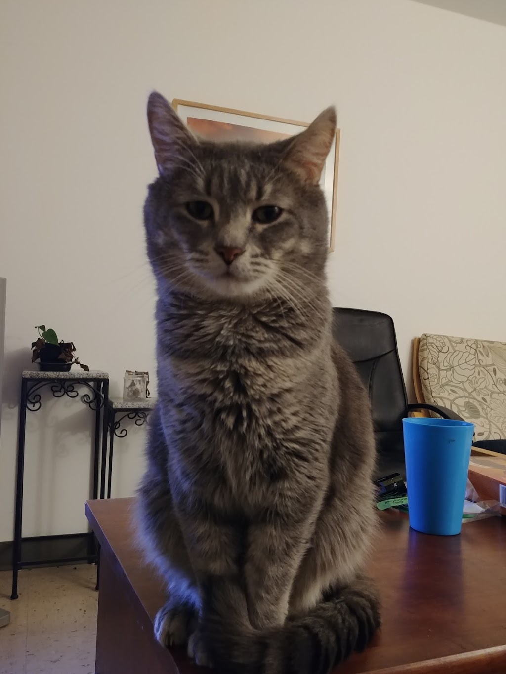 Société Protectrice des Animaux des Cantons | 409 Rue de la Rivière, Cowansville, QC J2K 1N4, Canada | Phone: (450) 263-1117