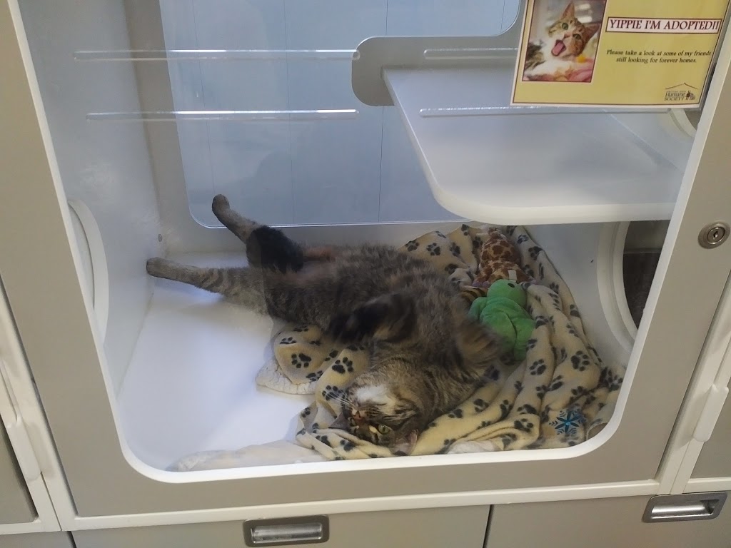 Stratford-Perth Humane Society | 125 Griffith Rd, Stratford, ON N5A 6S4, Canada | Phone: (519) 273-6600