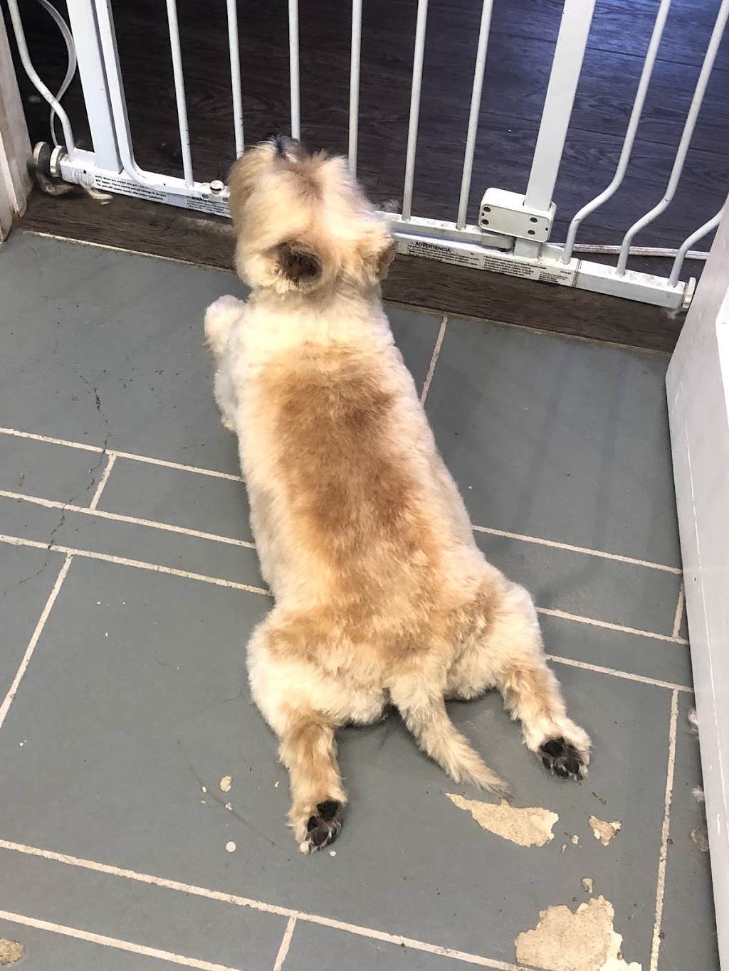Poochie Girl Dog Grooming | 6 Mill St, Almonte, ON K0A 1A0, Canada | Phone: (613) 256-6624