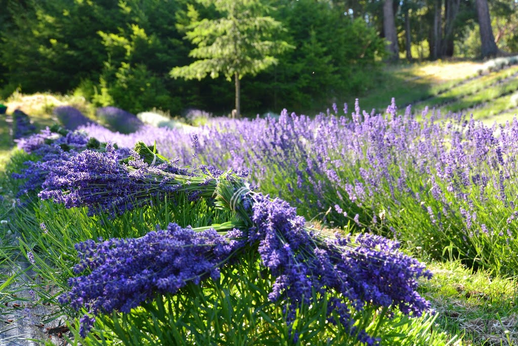 Lavender and Black Aromatic Fields | 256 Pringle Farm Rd, Salt Spring Island, BC V8K 2Y2, Canada | Phone: (778) 875-1877