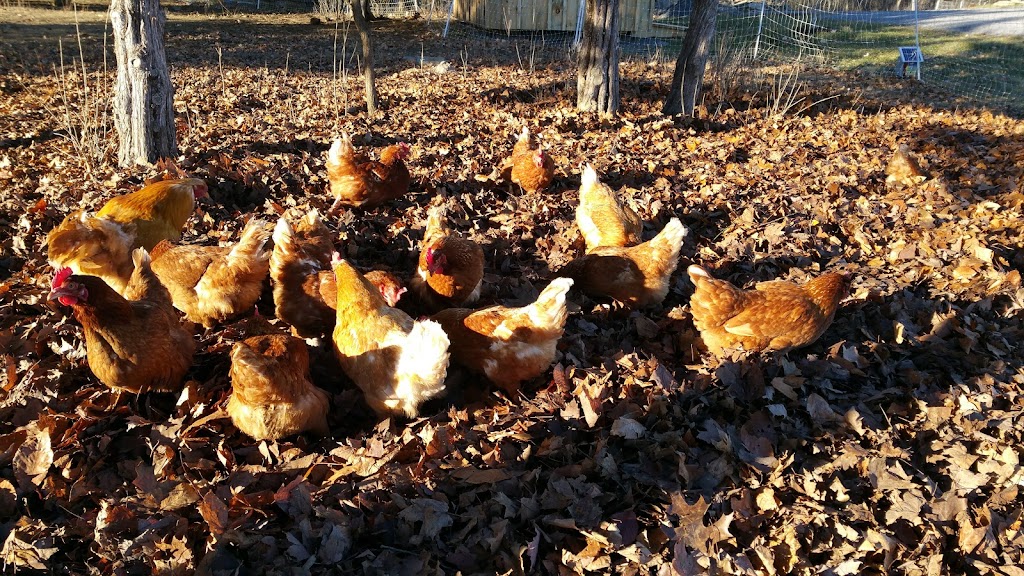 Farmstand | 573 Morrison Point Rd, Milford, ON K0K 2P0, Canada | Phone: (343) 263-3312