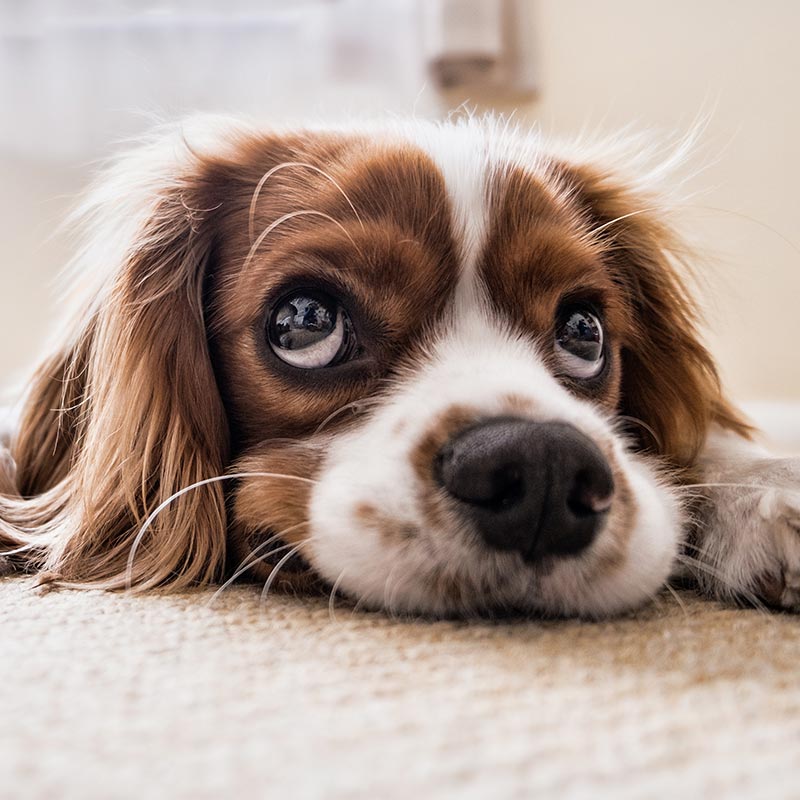 Happiest Pup Pet Services | 3085 Departure Bay Rd, Nanaimo, BC V9T 1B6, Canada | Phone: (250) 268-4493