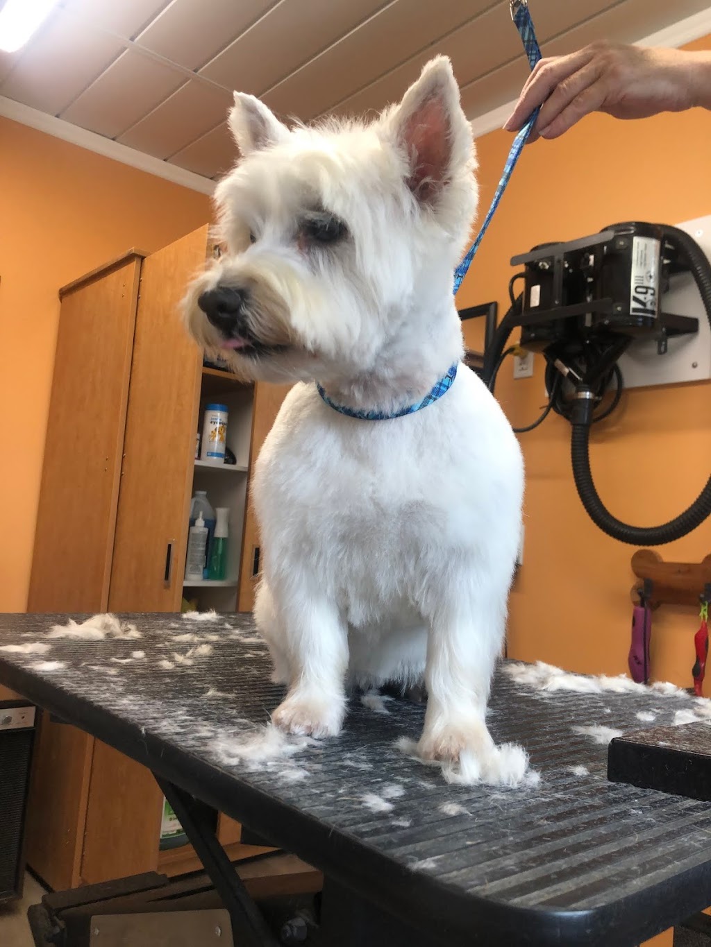 Canine Corner Sauble | 316 2nd Ave N, Sauble Beach, ON N0H 2G0, Canada | Phone: (647) 287-7922