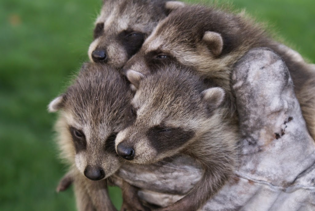 Skedaddle Humane Wildlife Control | 55 Chamberlin Dr, Cambridge, ON N1T 1M3, Canada | Phone: (519) 658-4400