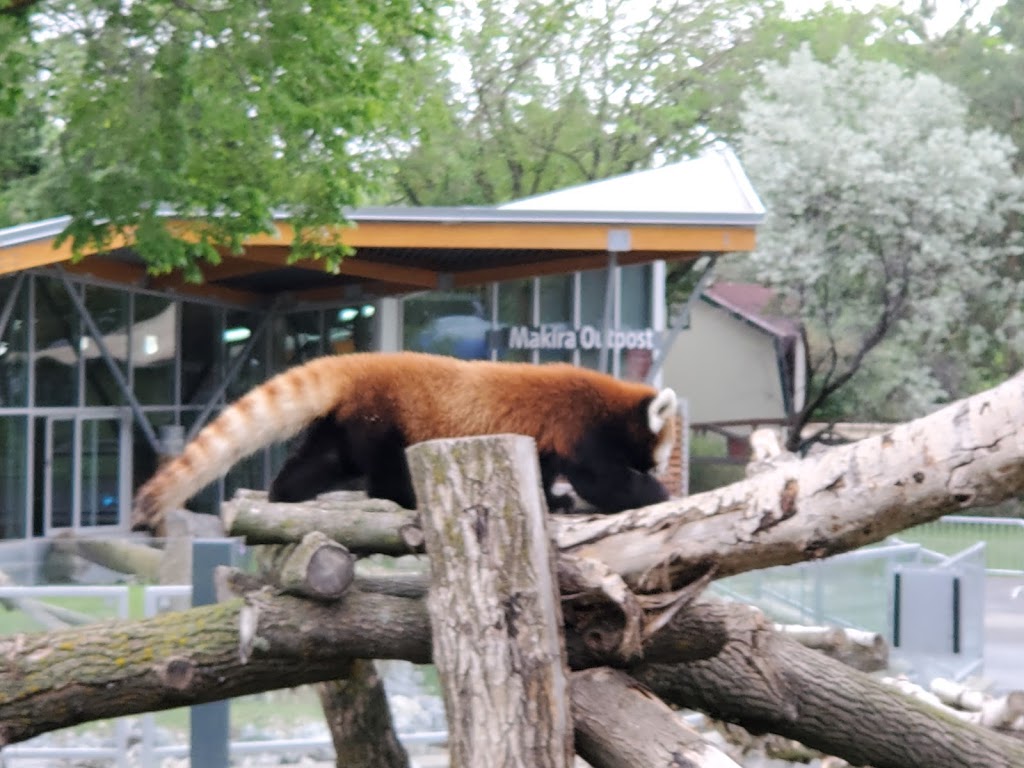 Valley Zoo Development Society | 13315 Buena Vista Rd NW, Edmonton, AB T5R 3G4, Canada | Phone: (780) 496-6924