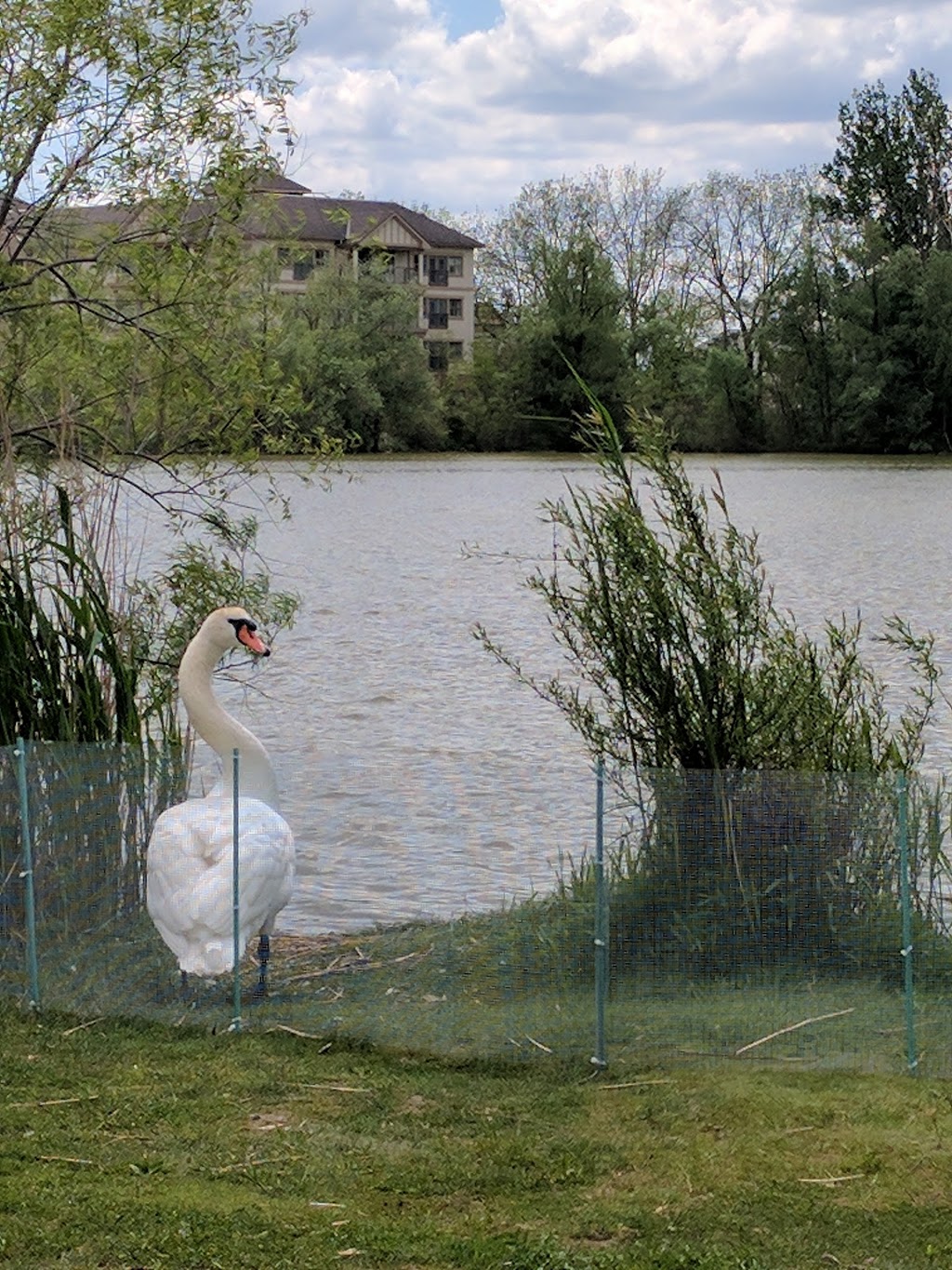 Swan Lake Park | 25 Swan Park Rd, Markham, ON L6E 1Z5, Canada | Phone: (905) 477-5530