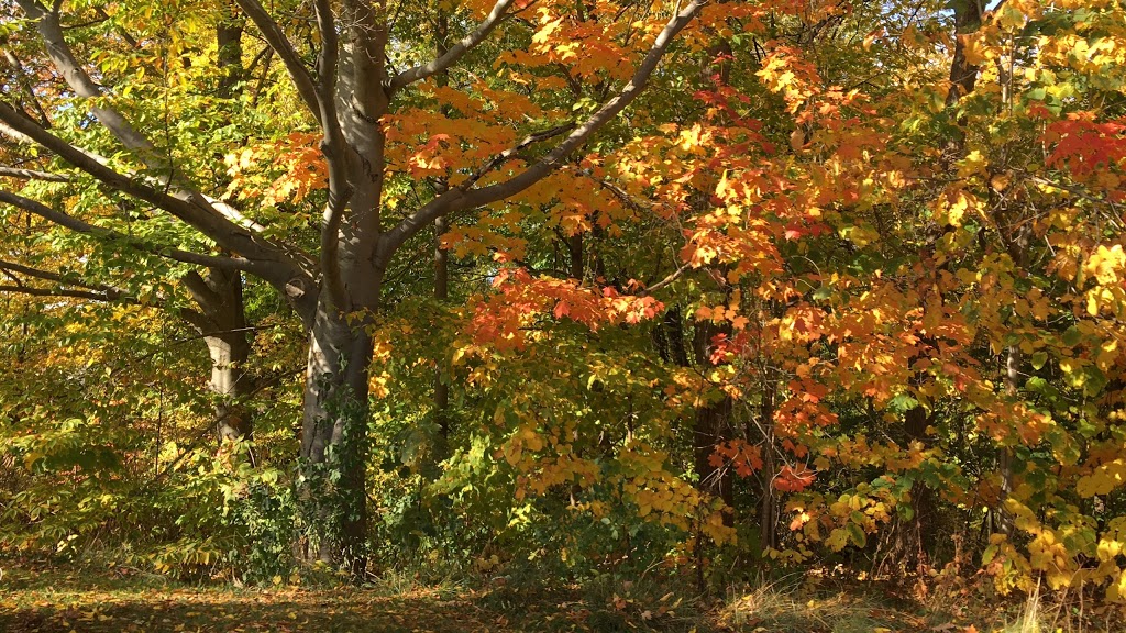 Grandview Park | Grandview Ave, Thornhill, ON L3T 1H6, Canada