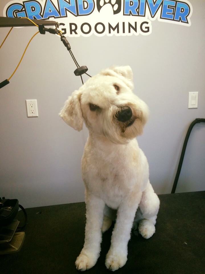 Grand River Grooming | 146 1 Line, Elora, ON N0B 1S0, Canada | Phone: (226) 820-3597