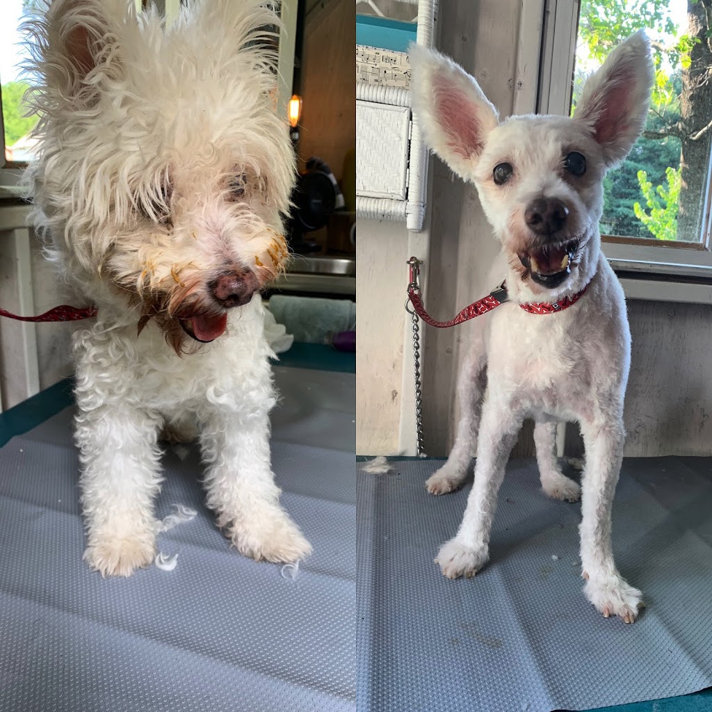HolliePaws Grooming and Boutique | 4142 Newtonville Rd, Newtonville, ON L0A 1J0, Canada | Phone: (905) 243-6944