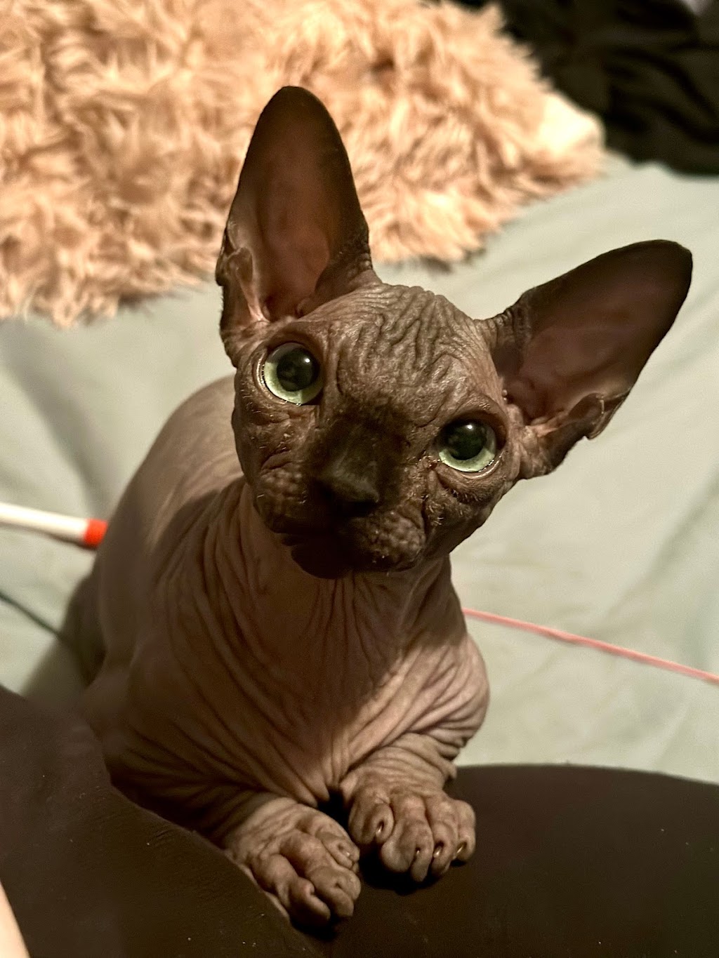 Nakies R Us Sphynx Cattery | 1368 Commissioners Rd W, London, ON N6K 1E2, Canada | Phone: (226) 700-7103