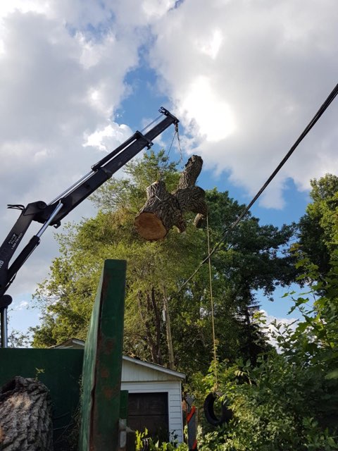 GTA Tree Removal | 119 Kirkvalley Crescent, Aurora, ON L4G 7R1, Canada | Phone: (647) 641-6881