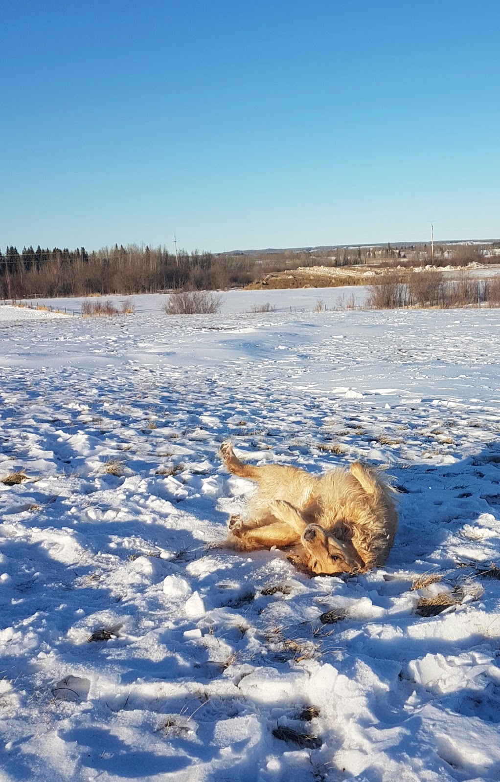 Umbach Off-leash Dog Park | 969 Boulder Blvd, Stony Plain, AB T7Z 2Y2, Canada