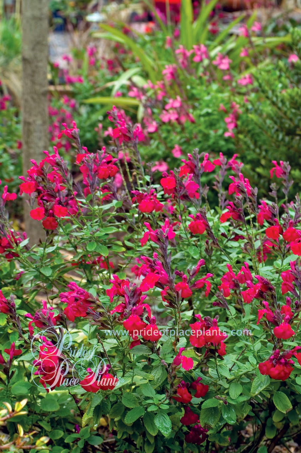 Pride of Place Plants | 6110 Old East Rd, Victoria, BC V8Y 1V6, Canada | Phone: (250) 652-6713