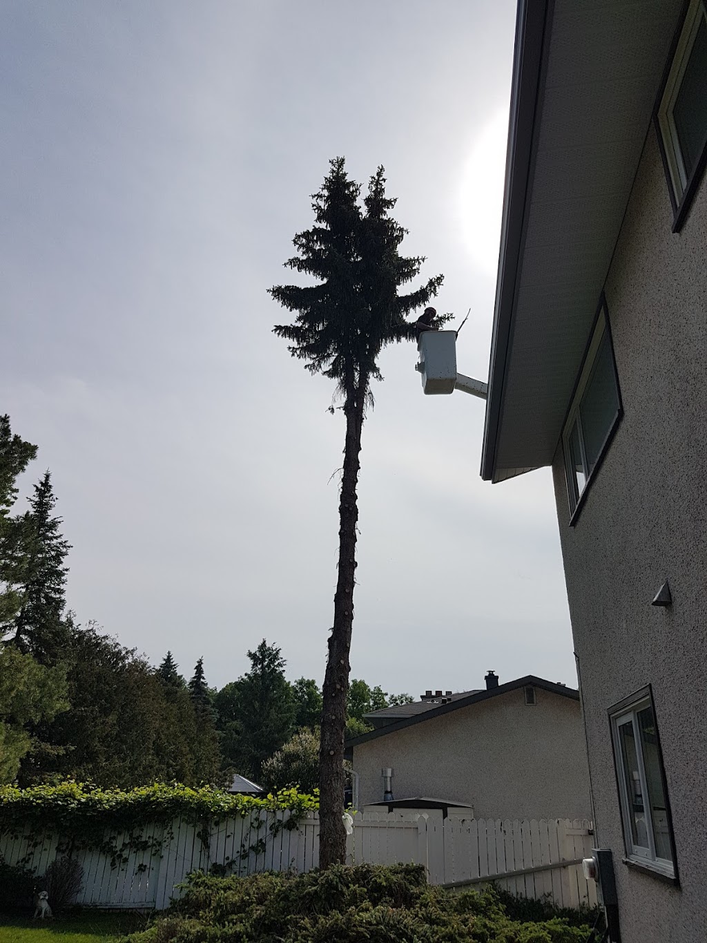 Kildonan Tree Service Ltd | 275 Transport Rd, Oakbank, MB R0E 1J3, Canada | Phone: (204) 233-9337