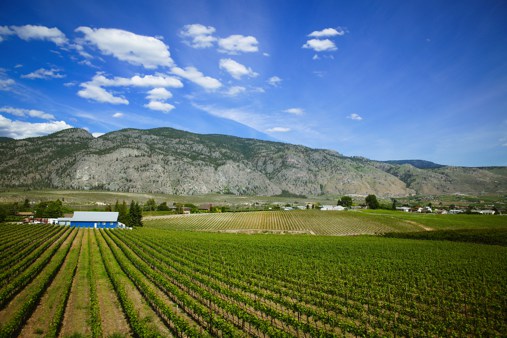Bordertown Vineyards & Estate Winery | 9140 92 Ave, Osoyoos, BC V0H 1V2, Canada | Phone: (250) 495-3332