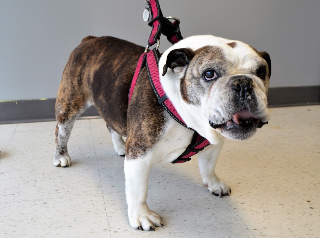 Bath to Bow Grooming Salon | 10015 Oakfield Dr SW #3, Calgary, AB T2V 1S9, Canada | Phone: (403) 226-8480