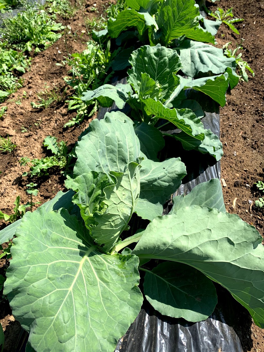 늘푸른농원 Evergreen Farm | 641 McCallum Rd, Abbotsford, BC V2S 8A1, Canada | Phone: (778) 808-0801