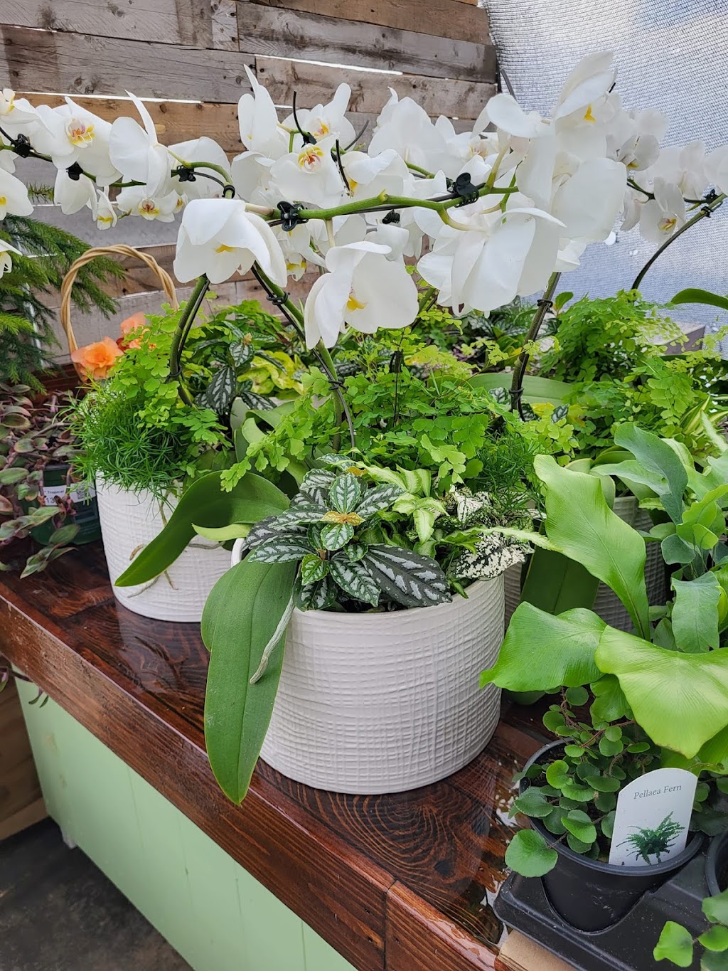 Parkside Gardens Greenhouse & Landscaping | MB-5, Riding Mountain, MB R0J 1T0, Canada | Phone: (204) 967-2135