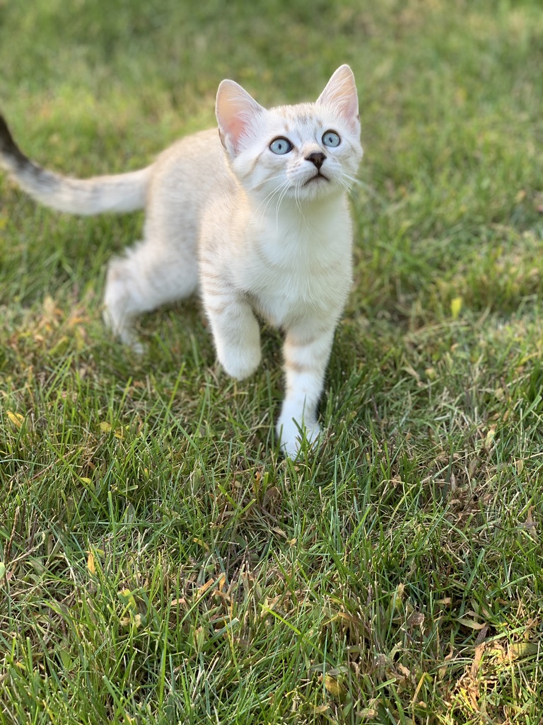 Blue Ribbon Bengals | 775 Burnett Ave, Cambridge, ON N1T 2A2, Canada | Phone: (226) 220-4427