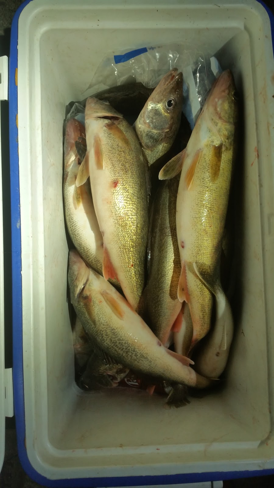 Brians Blue Water Bait &Tackle | 8089 Dixie Hwy #1, Ira Township, MI 48023, USA | Phone: (586) 725-1448