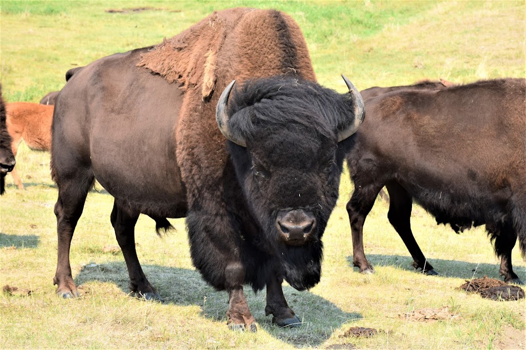 Tumbleweed Bison | Range Rd 250, Buoyant, AB T0M 1Y0, Canada | Phone: (403) 546-2542
