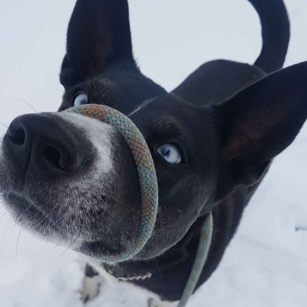 Solar Pawz Dog Walking | Northwest Calgary, Calgary, AB T3A 5K3, Canada | Phone: (587) 888-1940