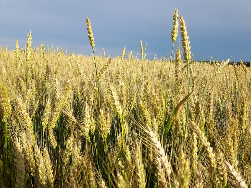 Nieuwland Feed & Supply Ltd | 9815955 ON-23, Listowel, ON N4W 3G9, Canada | Phone: (519) 291-5795