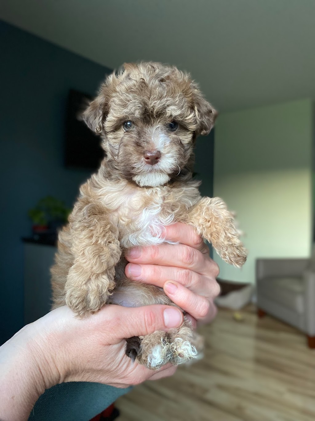 Eastern Ontario Havanese | 930 County Rd 14, Enterprise, ON K0K 1Z0, Canada | Phone: (613) 920-3245