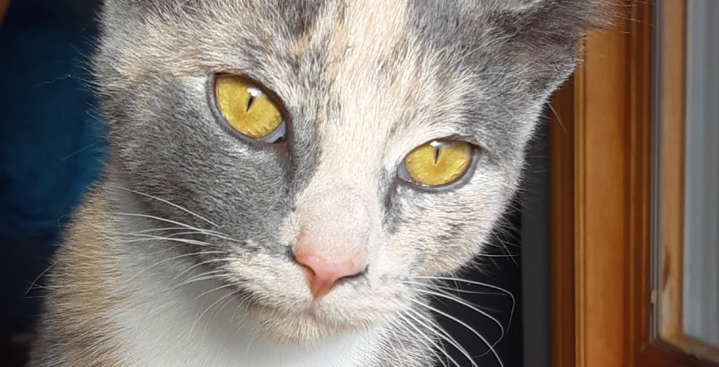Windrush Veterinary Services | 26 Sixth Concession Road RR #4, Brantford, ON N3T 5L7, Canada | Phone: (519) 449-5080