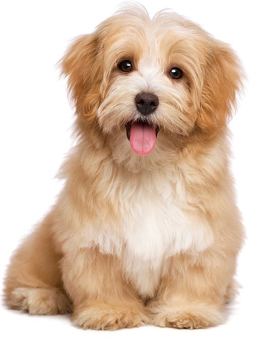 Dale Veterinary Clinic | 121 Toronto Rd #131, Port Hope, ON L1A 3S6, Canada | Phone: (905) 885-9577