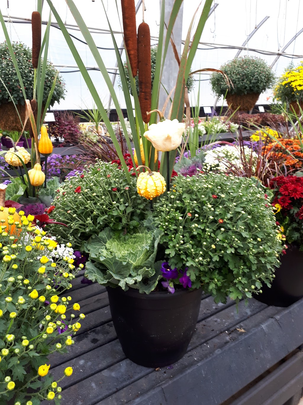 Bloom Greenhouse & Garden Centre | 1421 Hammonds Plains Rd, Hammonds Plains, NS B4B 1P6, Canada | Phone: (902) 832-9268