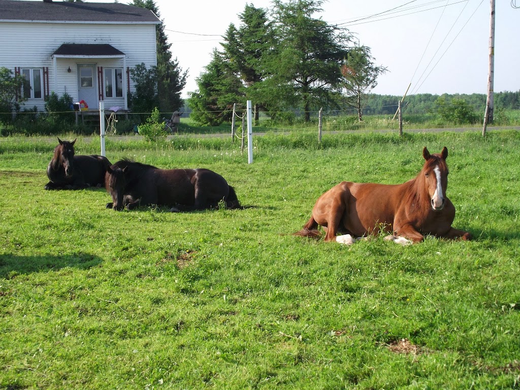 Écurie Mavie | 111 2e Rang E, Saint-Agapit, QC G0S 1Z0, Canada | Phone: (418) 806-8682