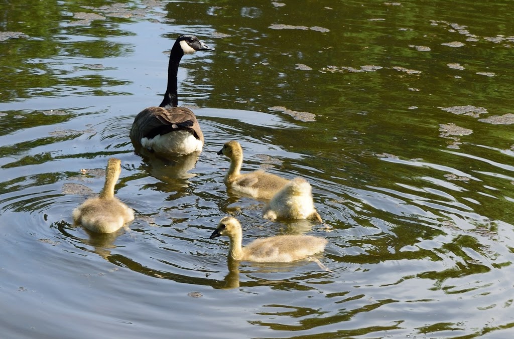 Parc de Cedarbrook | 1571 Rue du Champagne, Saint-Lazare, QC J7T 2C1, Canada | Phone: (450) 424-8000