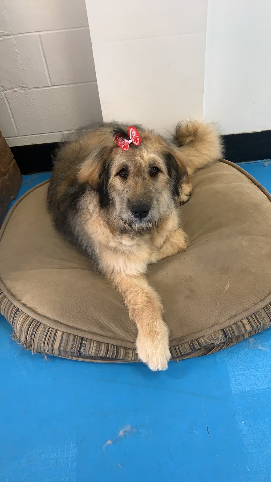 Hounds Like Fun!!! | 759 Northmount Dr NW, Calgary, AB T2L 0A1, Canada | Phone: (403) 289-2208