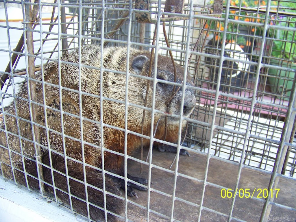 Witzend Wildlife Exterminator Buffalo | 85 Empire Dr unit c, Buffalo, NY 14224, USA | Phone: (716) 244-6260