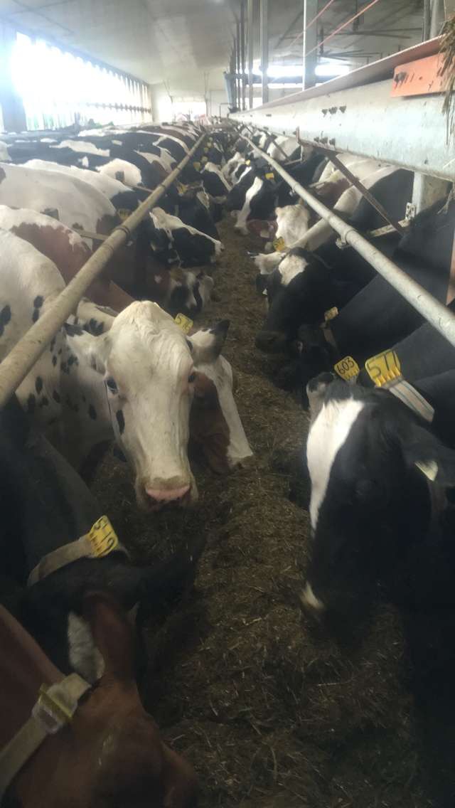 Diemertdale Barn | 181775 12 Conc, Ayton, ON N0G 1C0, Canada | Phone: (519) 665-2077