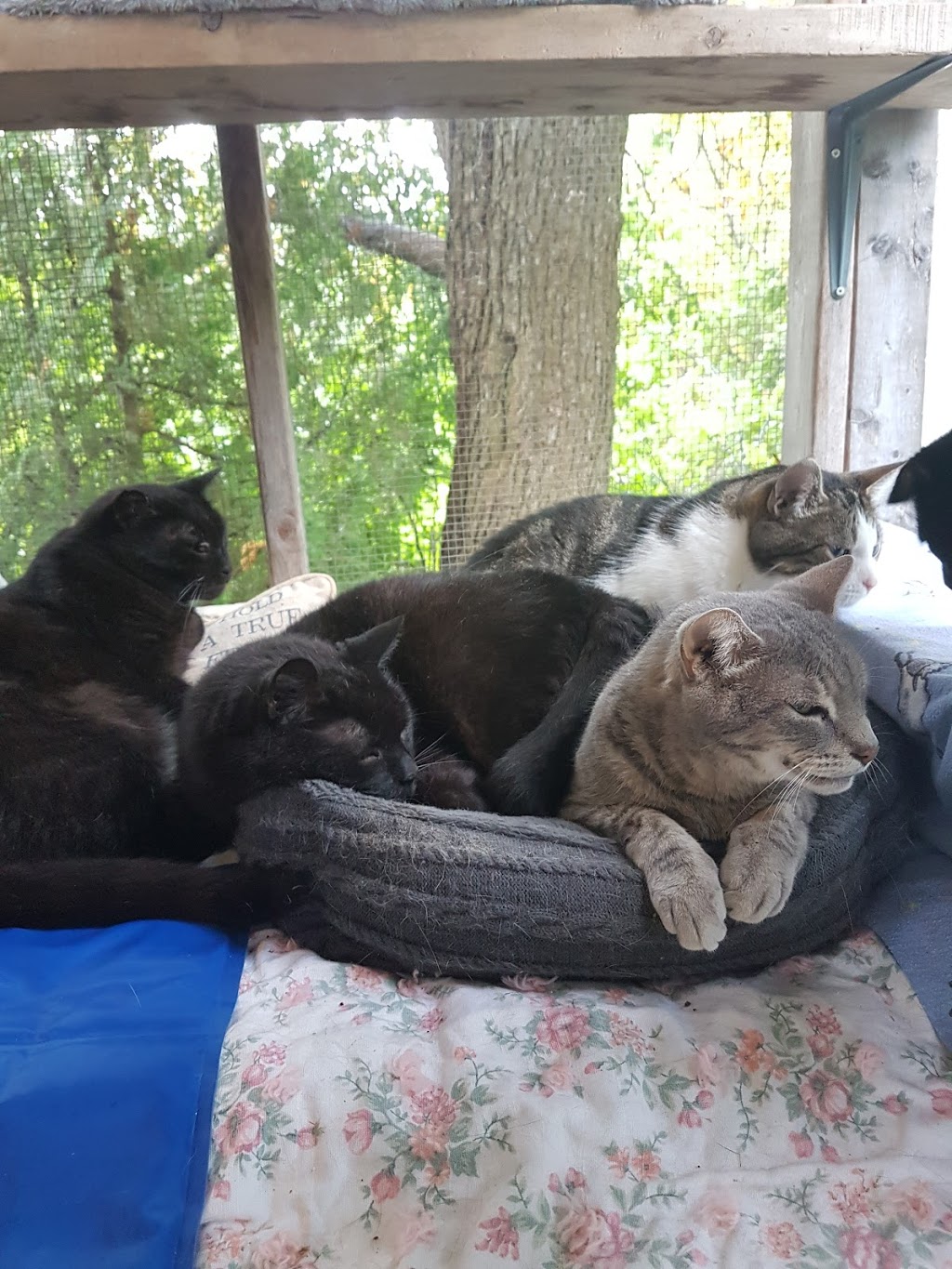 Blue Mountains Animal Shelter | 131 King St W, Thornbury, ON N0H 2P0, Canada | Phone: (519) 599-5289