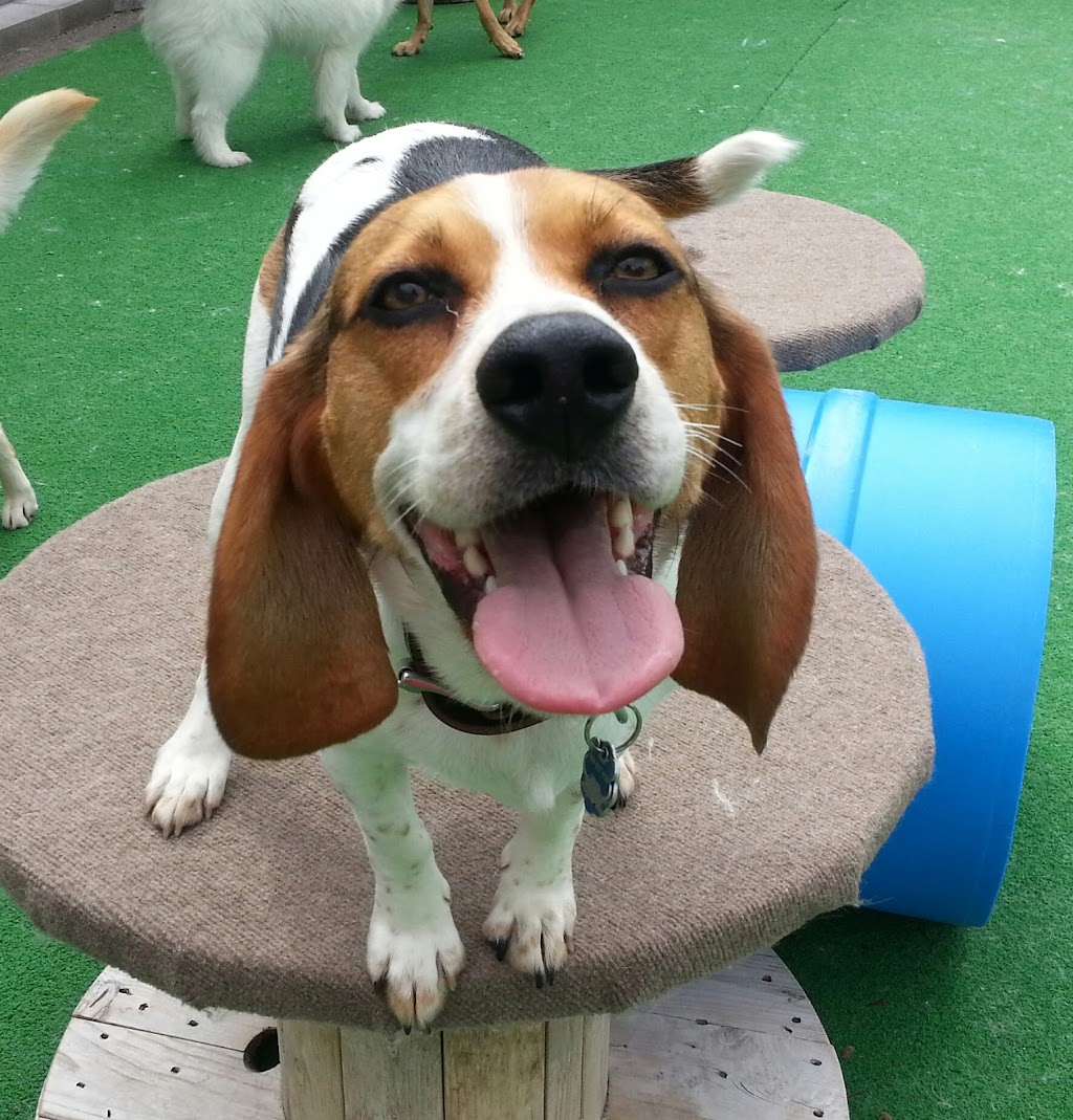 Wag Canine Recreation Centre | 10 Lawrence St, Amherst, NS B4H 3G5, Canada | Phone: (902) 660-9244