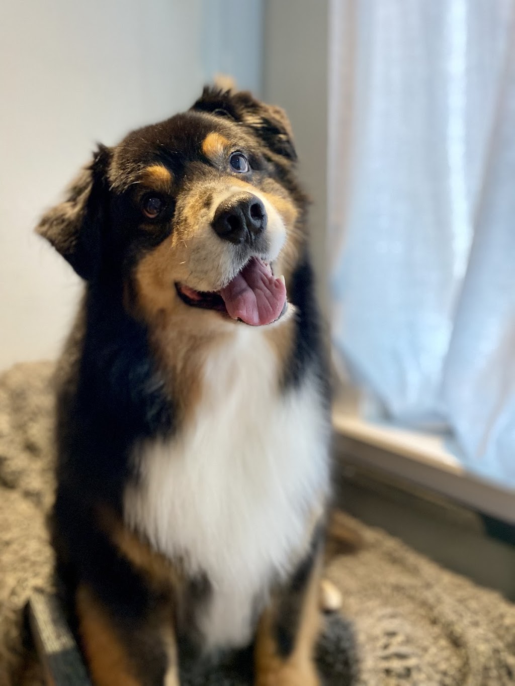 A Tail Above Grooming | 65974 Ogilview Dr, Hope, BC V0X 1L1, Canada | Phone: (604) 869-1738