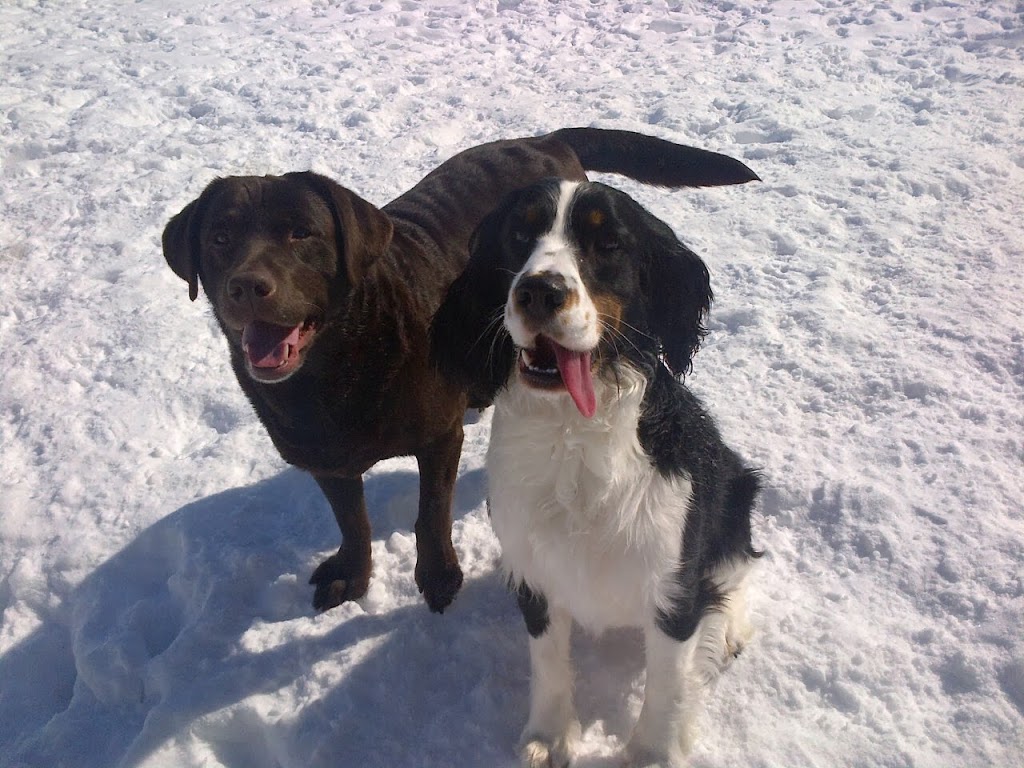 The Royal Pets Hotel and Spa | 2072 3 Line N, Shanty Bay, ON L0L 2L0, Canada | Phone: (705) 726-5034