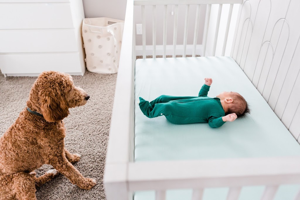 Sweet Ginger Photography | 44 Westland Manor SW, Calgary, AB T3H 0X7, Canada | Phone: (403) 454-8897