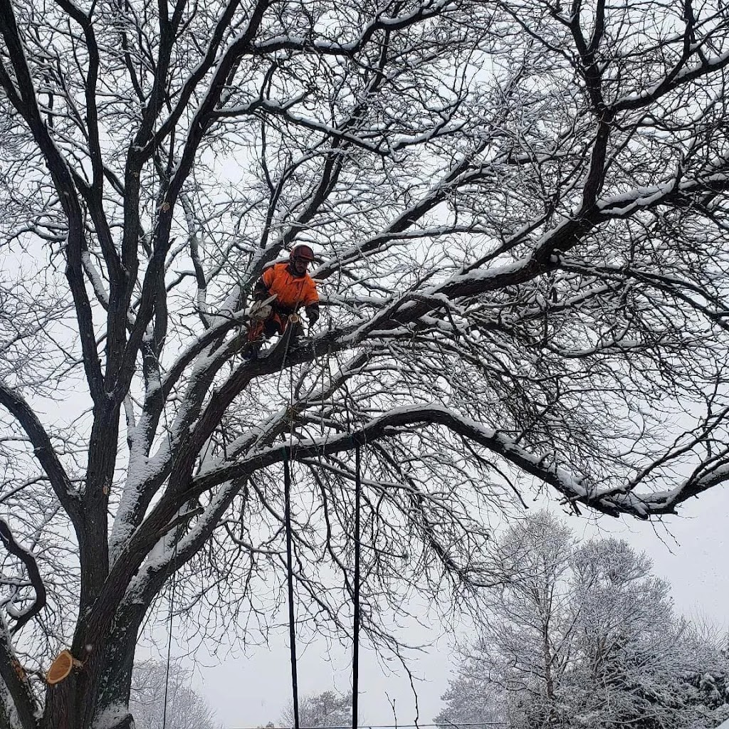 Family Tree Arborists | 693, Talmill Towers, 304 Talbot St, London, ON N6A 2T7, Canada | Phone: (519) 520-0806
