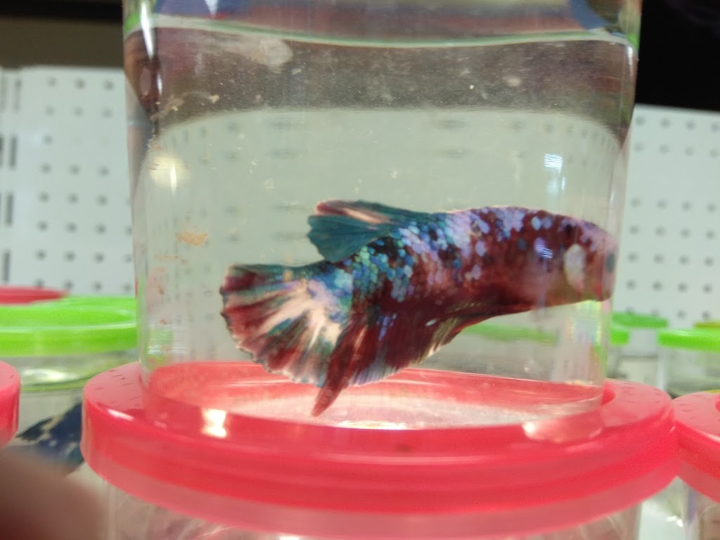 Magical Aquarium Club | 1911 Kennedy Rd unit 108, Scarborough, ON M1P 2L9, Canada | Phone: (416) 297-0010