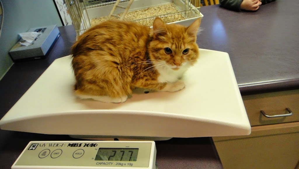 Guelph Cat Clinic | 15 Surrey St W #4, Guelph, ON N1H 3R3, Canada | Phone: (519) 821-2287