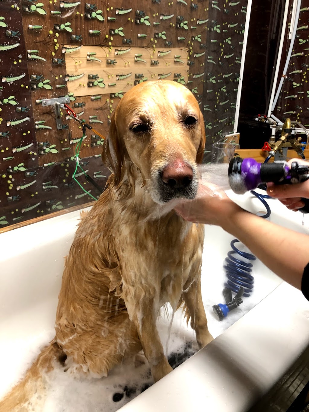 pawfect pet grooming 仙宠宠物美容 | 4933 Kersland Dr, Vancouver, BC V5Y 2M8, Canada | Phone: (778) 233-0266