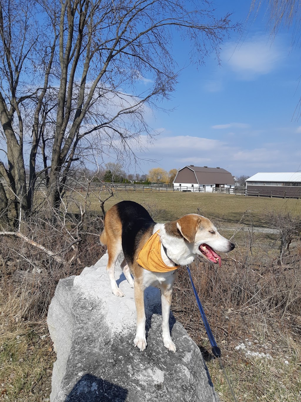 Windsor - Essex Therapeutic Riding Association | 3323 N Malden Rd, Essex, ON N8M 2X6, Canada | Phone: (519) 726-7682