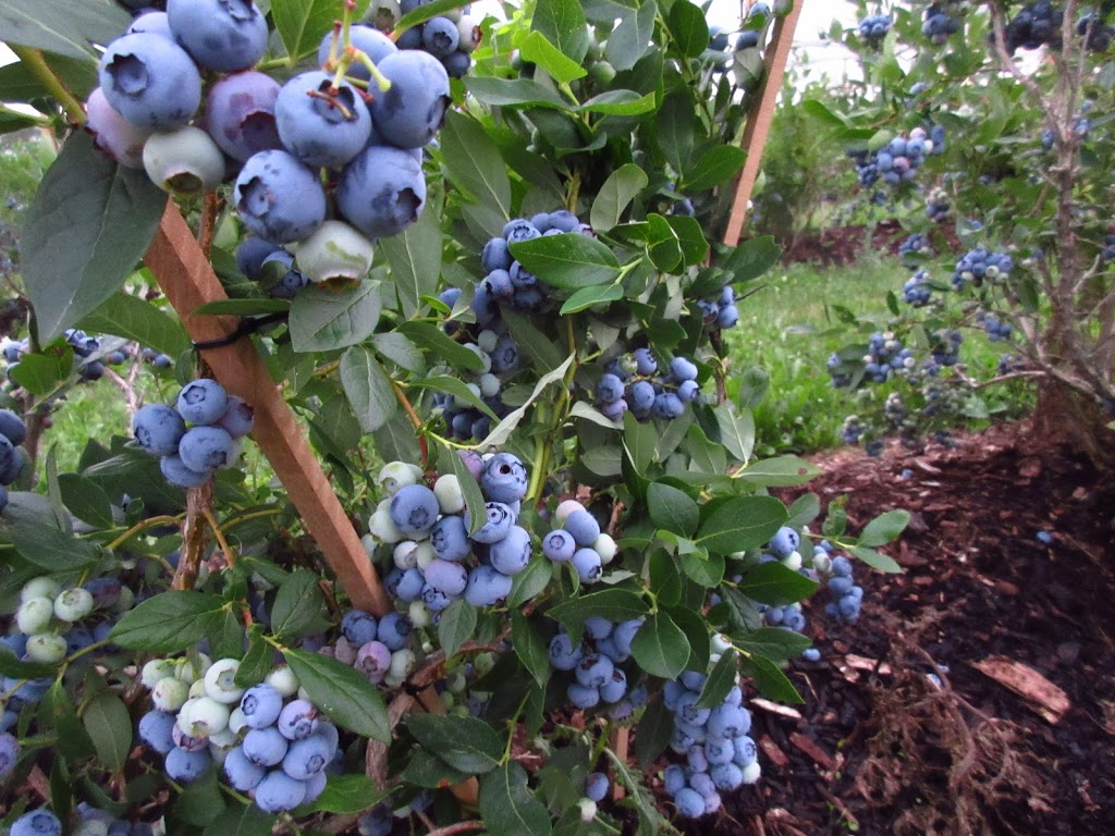 keyzers fruit farm | 3584 Bruce Road 1, Paisley, ON N0G 2N0, Canada | Phone: (519) 353-5211