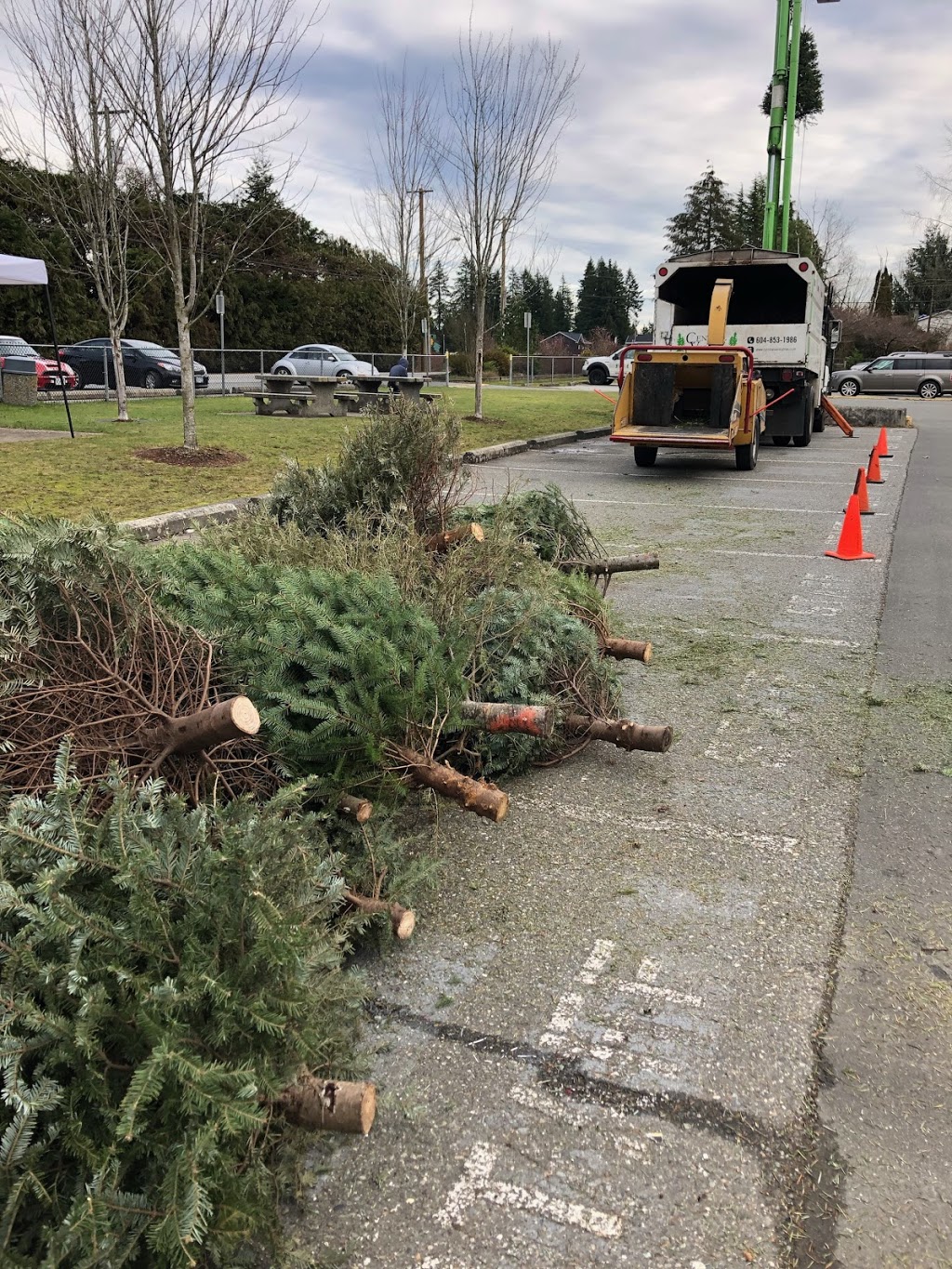 Central Valley Tree & Arborist Services LTD. | 933 Coutts Way, Abbotsford, BC V2S 7M2, Canada | Phone: (604) 853-1986