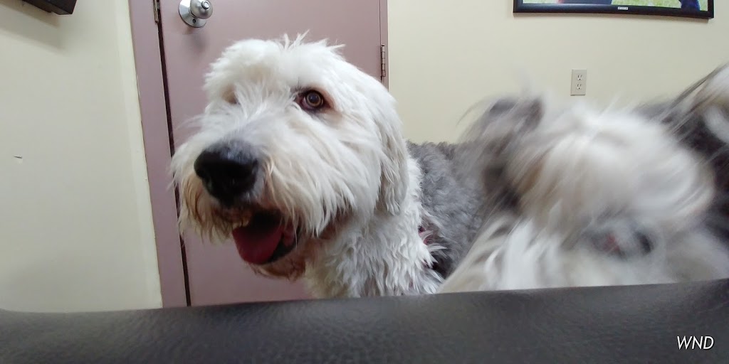 South Shore Veterinary Hospital | 2760 NS-325, Wileville, NS B4V 5G2, Canada | Phone: (902) 543-5602